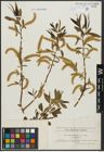 Foto von Salix alba L. x Salix fragilis L.